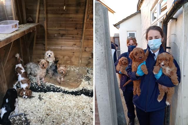 The sick puppies were being kept in "horrible conditions" - and many died soon after being sold. (Picture: RSPCA)