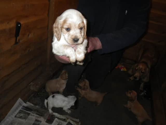 In Beechwood Gardens, many of the puppies were found inside sheds. (Picture: RSPCA)