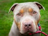 XL Bully ban: RSPCA left with 'no option' but to euthanise XL bully dogs