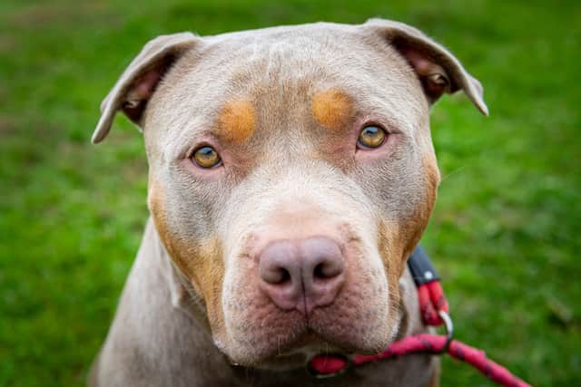 The RSPCA says it is 'devastated' it will have to put down dogs identified as XL bullies (Photo: Daniel Jae Webb / SWNS)