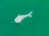 Baby shark: Newborn great white caught on camera in first ever sighting