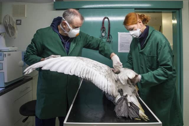 The birds had to be thoroughly cleaned (Photo: RSPCA)