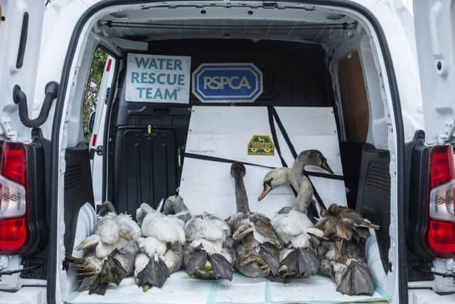 Eight swans were found drenched in oil (Photo: RSPCA)