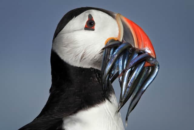 The ban is expected to be good news for puffins, who rely on sandeels to survive (Photo: Dan Kitwood/Getty Images)