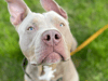 XL Bully ban: What changes on 1 February for dog owners - as owning illegal bullies becomes a crime