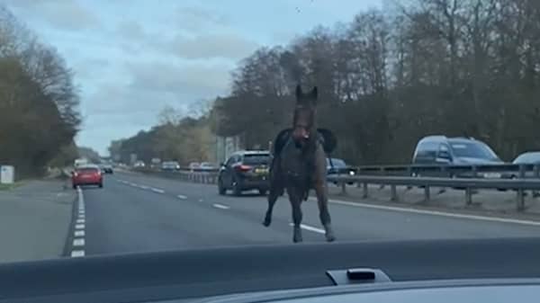 Horse spotted on the A3 dual carriageway. Picture: SWNS
