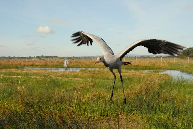A recently-released young common, or Eurasian, Crane (Photo: Nick Upton/RSPB)