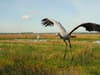 Common cranes: Number of 'UK’s tallest bird' once wiped out hits record high - here's where to see them
