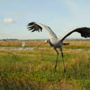 A recently-released young common, or Eurasian, Crane (Photo: Nick Upton/RSPB)
