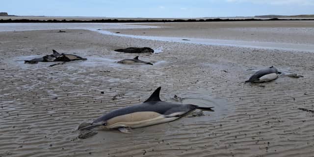 A dolphin was found dead after a pod of six became stranded at Valley on the island of Anglesey in North Wales. Picture: Jonathan Cumberlidge/British Divers Marine Life Rescue (BDMLR)