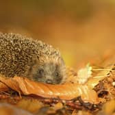 It doesn't have to be difficult to make your garden safer and more inviting to hedgehogs (Photo: RSPB/PA Wire)