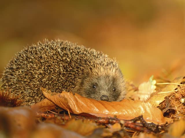 It doesn't have to be difficult to make your garden safer and more inviting to hedgehogs (Photo: RSPB/PA Wire)