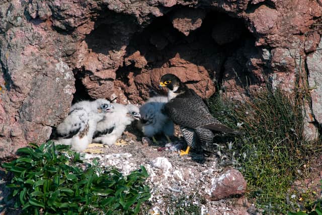MacFarlane had sold a number of peregrine falcons without the correct paperwork, despite claiming he'd applied for it (Photo: Adobe Stock)