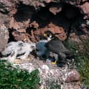 MacFarlane had sold a number of peregrine falcons without the correct paperwork, despite claiming he'd applied for it (Photo: Adobe Stock)