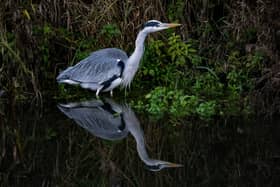 The grey heron isn't recovering from harsh winters like it used to (Photo: James Linsell-Clark/SWNS)
