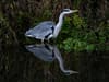 Grey herons: Conservationists fear iconic wetland bird heading for threat list