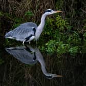 The grey heron isn't recovering from harsh winters like it used to (Photo: James Linsell-Clark/SWNS)