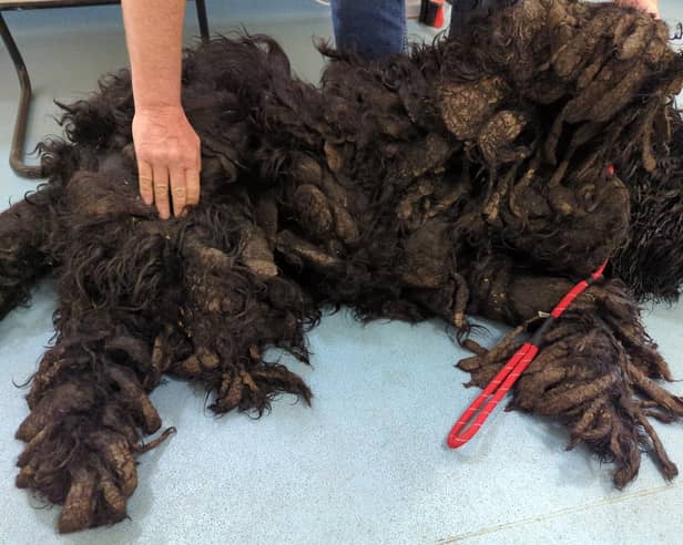 Barney the Russian Terrier was found carrying 8kg of dirty, matted fur when he was rescued by the RSPCA. Picture: RSPCA / SWNS
