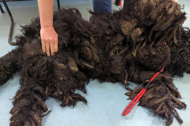 Barney the Russian Terrier was found carrying 8kg of dirty, matted fur when he was rescued by the RSPCA. Picture: RSPCA / SWNS