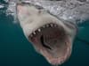 Shark bites: Fatal attacks 'doubled in 2023' - here's what experts say you should do to keep yourself safe