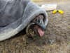 RSPCA: Goose freed after can wedged on beak left it unable to eat - in bloody reminder to pick up litter
