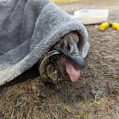 The goose was unable to eat or drink (Photo: RSPCA Cymru/Supplied)