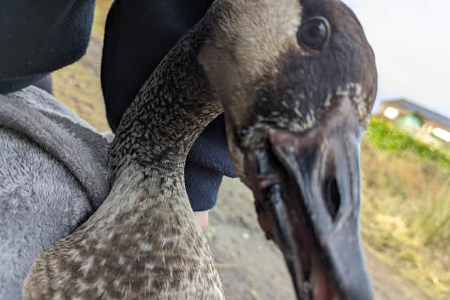 The goose luckily only suffered minor injuries (Photo: RSPCA Cymru/Supplied)
