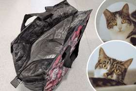 The kittens were found huddled together in this Aldi bag (NationalWorld/RSPCA)