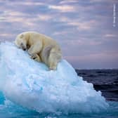 A polar bear carves out a bed from a small iceberg before drifting off to sleep in the far north (Ice Bed by Nima Sarikhani, UK)