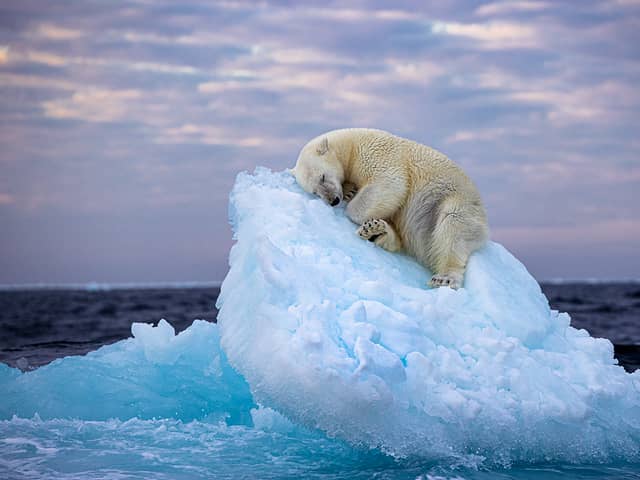 A polar bear carves out a bed from a small iceberg before drifting off to sleep in the far north (Ice Bed by Nima Sarikhani, UK)