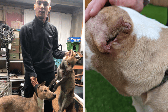 Footage showed a man the RSPCA believe was Dane Crawford setting dogs on a fox trapped inside a garage (NationalWorld/RSPCA)