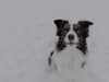 Dogs Trust: Experts issue advice on keeping dogs safe as UK faces snow and ice
