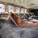 The charity says many of the horses were sick, pregnant, or unhandled by humans (Photo: World Horse Welfare/Supplied)
