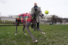 Scottish Green MSP Mark Ruskell stands with former greyhound racing dog, Bluesy outside the Scottish Parliament (Photo: Andrew Milligan/PA Wire)