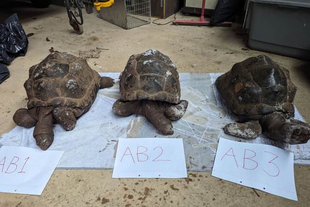 Some of the dead tortoises discovered in Devon (Photo: RSPCA/SWNS)