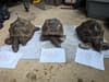 Ashclyst Forest tortoises: Police investigate mysterious giant tortoises in UK wood - as ninth body appears