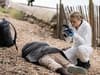 Silent Witness: fans complain they’re ‘totally lost’ over confusing season 27 episode Death by a Thousand Hits