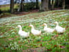 Snowdrop season 2024: The UK's best places to see these short-lived symbols of the coming spring