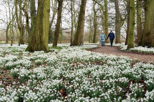 February is a popular time of year for snowdrop walks (Photo by OLI SCARFF/AFP via Getty Images)