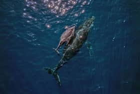 Some migratory species, like the humpback whale, are actually less endangered today than they were 30 years ago (Photo: CARL DE SOUZA/AFP via Getty Images)