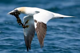 This gannet's usually pale blue iris has started to turn black due to bird flu infection (Photo: Welsh Government/PA Wire)