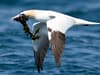 Bird flu: Disease emerges as 'one of the biggest conservation threats' facing UK seabirds - RSPB study finds