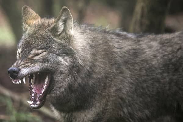 A study suggests that wolves in Chernobyl have developed resistance to cancer (Photo: Matt Cardy/Getty Images)