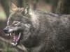 Mutant wolves in Chernobyl appear to have developed resistance to cancer - according to new study
