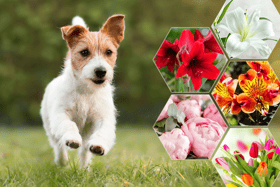 Many popular bouquet choices could prove deadly to your cat or dog, if you're not careful (NationalWorld/Adobe Stock)