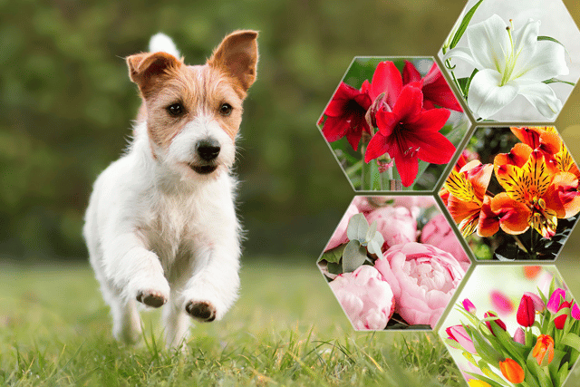 Many popular bouquet choices could prove deadly to your cat or dog, if you're not careful (NationalWorld/Adobe Stock)