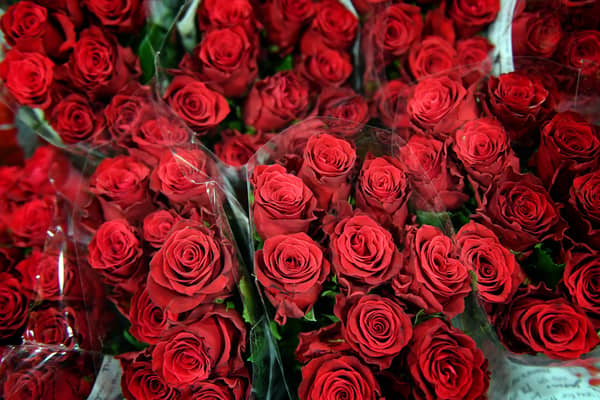 Climate change is threatening the future of the global rose industry, a new report says (Photo: Victoria Jones/PA Wire)