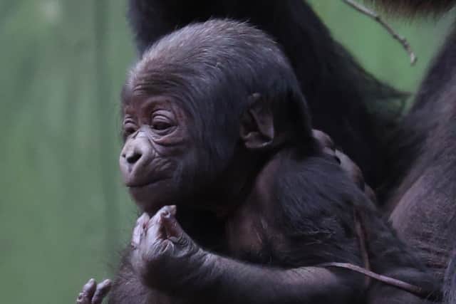 The baby gorilla was born wrapped in its umbilical cord, but luckily this has caused no issues (Photo: ZSL/Supplied)