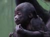 London Zoo: Bumpy start for critically endangered gorilla baby - the second born in less than a month