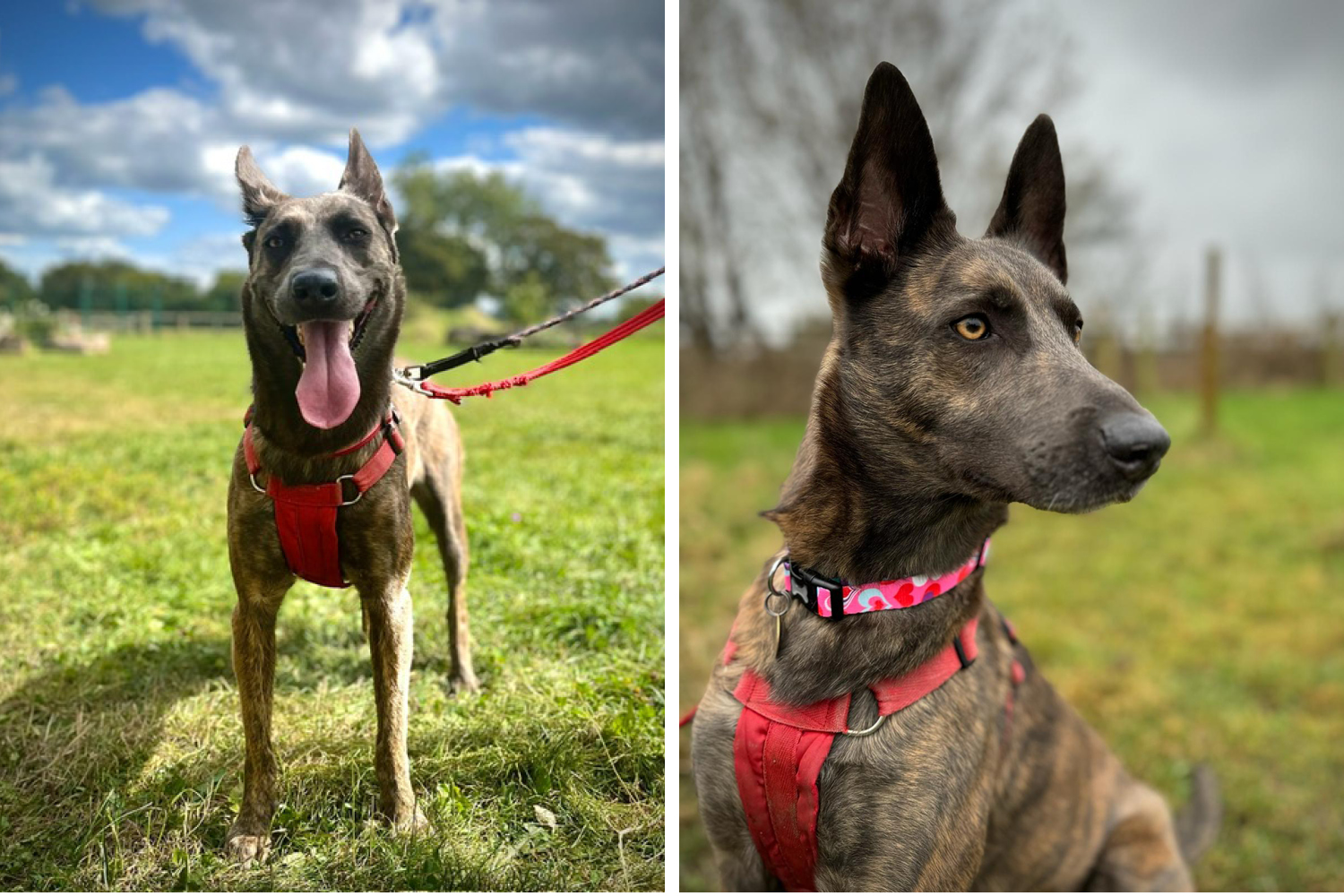 Special home needed for dog who's spent almost her whole life at RSPCA